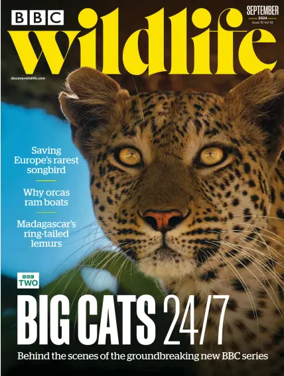Cover of BBC Wildlife Magazine
