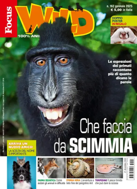 Cover of Focus Wild