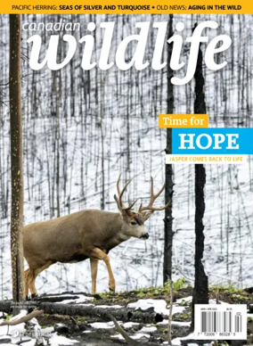 Cover of Canadian Wildlife