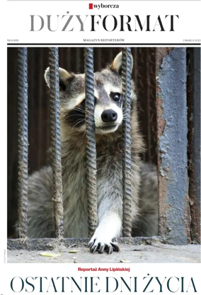 Cover of Duzy Format