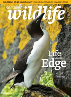 Cover of Canadian Wildlife