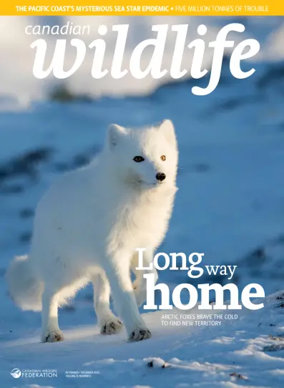 Cover of Canadian Wildlife