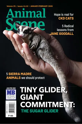 Cover of Animal Scene