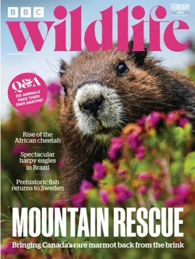 Cover of BBC Wildlife Magazine