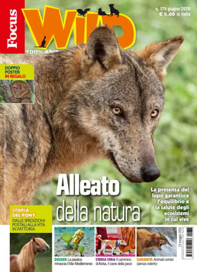 Cover of Focus Wild