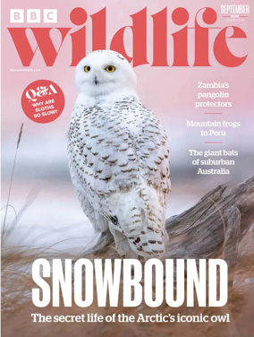 Cover of BBC Wildlife Magazine