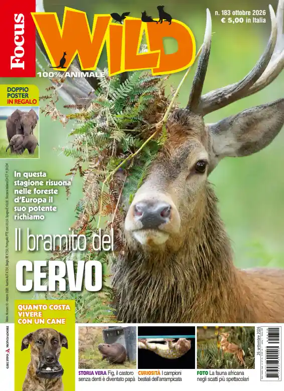 Cover of Focus Wild